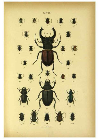Reproducción/Reproduction 48902997151: C. G. Calwers Käferbuch;. Stuttgart,J. Hoffman[1883]. 