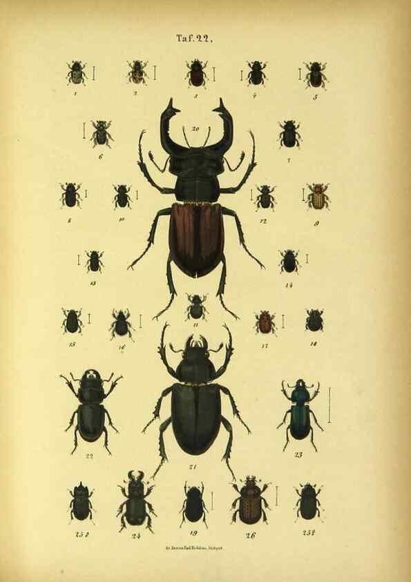 Reproducción/Reproduction 48902997151: C. G. Calwers Käferbuch;. Stuttgart,J. Hoffman[1883]. 