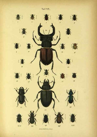 Reproducción/Reproduction 48902997151: C. G. Calwers Käferbuch;. Stuttgart,J. Hoffman[1883]. 