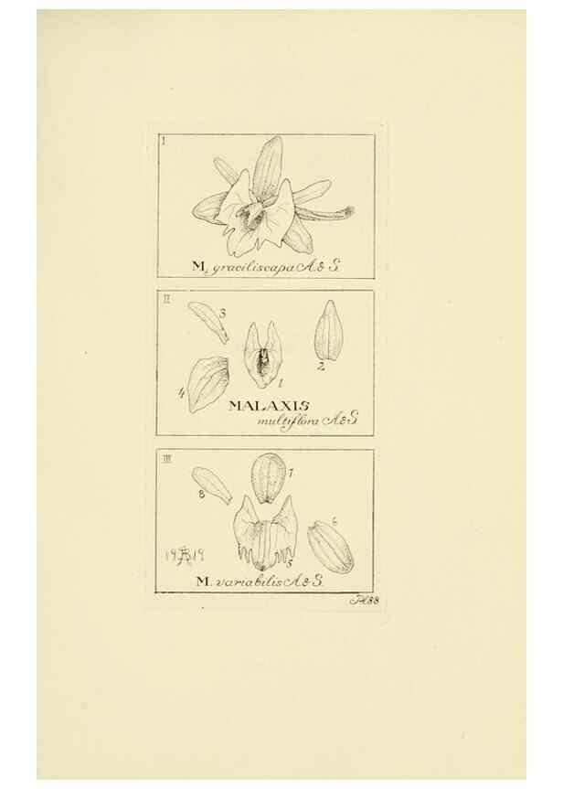 Reproducción/Reproduction 48871394416: Orchidaceae:. Boston,Houghton, Mifflin,1905-22.. 