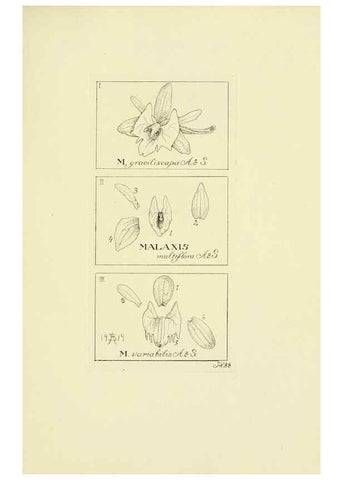 Reproducción/Reproduction 48871394416: Orchidaceae:. Boston,Houghton, Mifflin,1905-22.. 