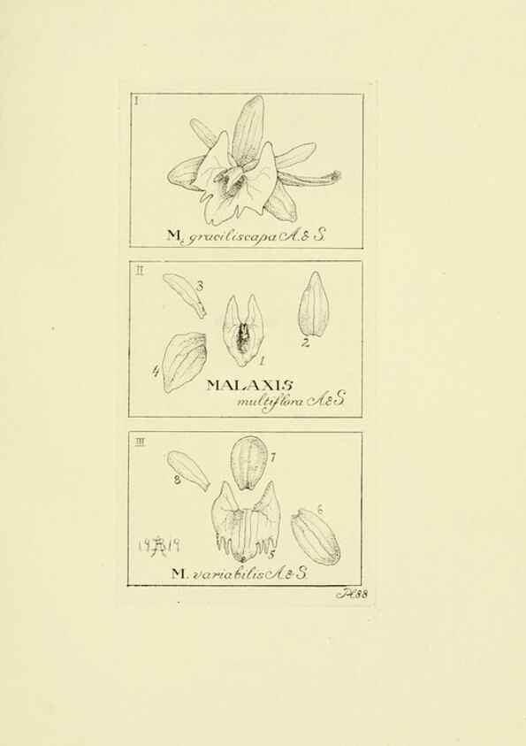 Reproducción/Reproduction 48871394416: Orchidaceae:. Boston,Houghton, Mifflin,1905-22.. 