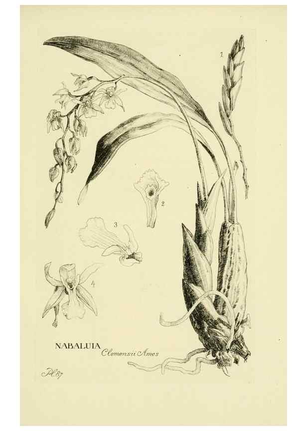 Reproducción/Reproduction 48871589422: Orchidaceae:. Boston,Houghton, Mifflin,1905-22.. 