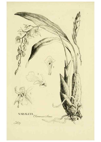 Reproducción/Reproduction 48871589422: Orchidaceae:. Boston,Houghton, Mifflin,1905-22.. 