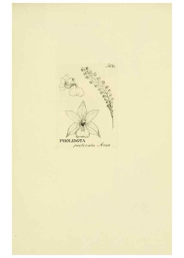 Reproducción/Reproduction 48871589072: Orchidaceae:. Boston,Houghton, Mifflin,1905-22.. 