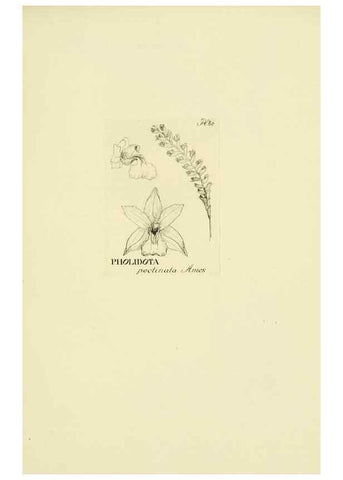 Reproducción/Reproduction 48871589072: Orchidaceae:. Boston,Houghton, Mifflin,1905-22.. 