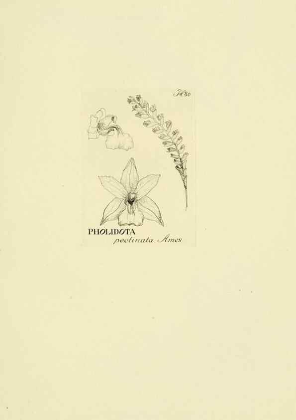 Reproducción/Reproduction 48871589072: Orchidaceae:. Boston,Houghton, Mifflin,1905-22.. 