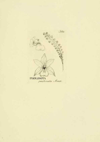 Reproducción/Reproduction 48871589072: Orchidaceae:. Boston,Houghton, Mifflin,1905-22.. 