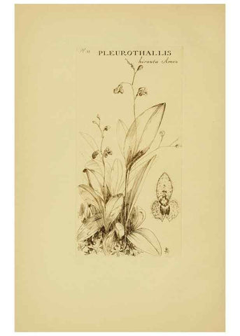Reproducción/Reproduction 48870575631: Orchidaceae:. Boston,Houghton, Mifflin,1905-22.. 