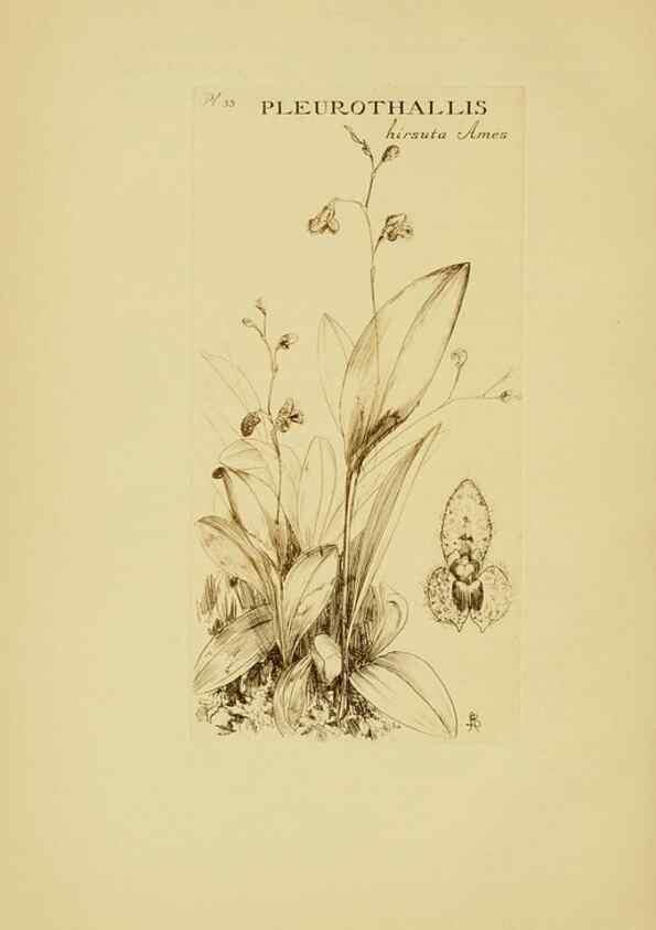 Reproducción/Reproduction 48870575631: Orchidaceae:. Boston,Houghton, Mifflin,1905-22.. 