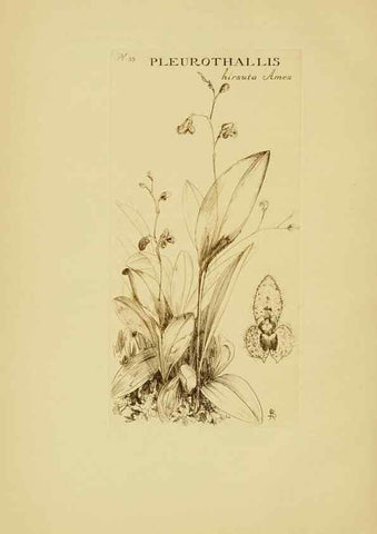 Reproducción/Reproduction 48870575631: Orchidaceae:. Boston,Houghton, Mifflin,1905-22.. 