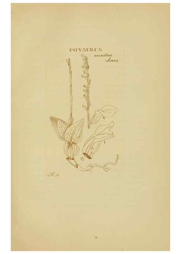 Reproducción/Reproduction 48870051498: Orchidaceae:. Boston,Houghton, Mifflin,1905-22.. 