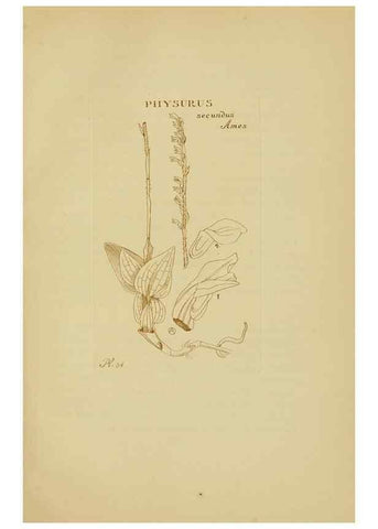 Reproducción/Reproduction 48870051498: Orchidaceae:. Boston,Houghton, Mifflin,1905-22.. 