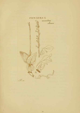 Reproducción/Reproduction 48870051498: Orchidaceae:. Boston,Houghton, Mifflin,1905-22.. 