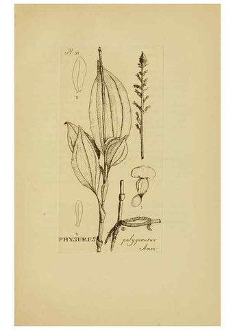 Reproducción/Reproduction 48870576281: Orchidaceae:. Boston,Houghton, Mifflin,1905-22.. 