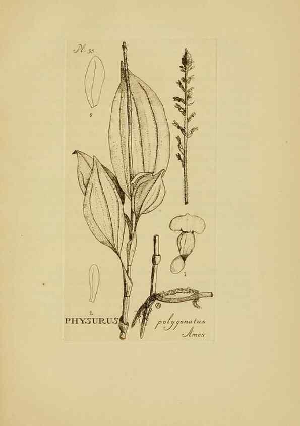 Reproducción/Reproduction 48870576281: Orchidaceae:. Boston,Houghton, Mifflin,1905-22.. 