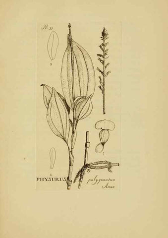 Reproducción/Reproduction 48870576281: Orchidaceae:. Boston,Houghton, Mifflin,1905-22.. 