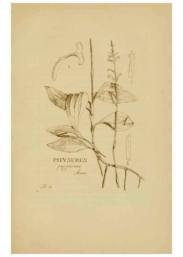 Reproducción/Reproduction 48870576646: Orchidaceae:. Boston,Houghton, Mifflin,1905-22.. 