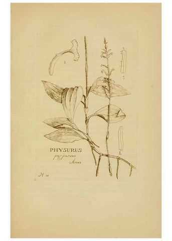 Reproducción/Reproduction 48870576646: Orchidaceae:. Boston,Houghton, Mifflin,1905-22.. 