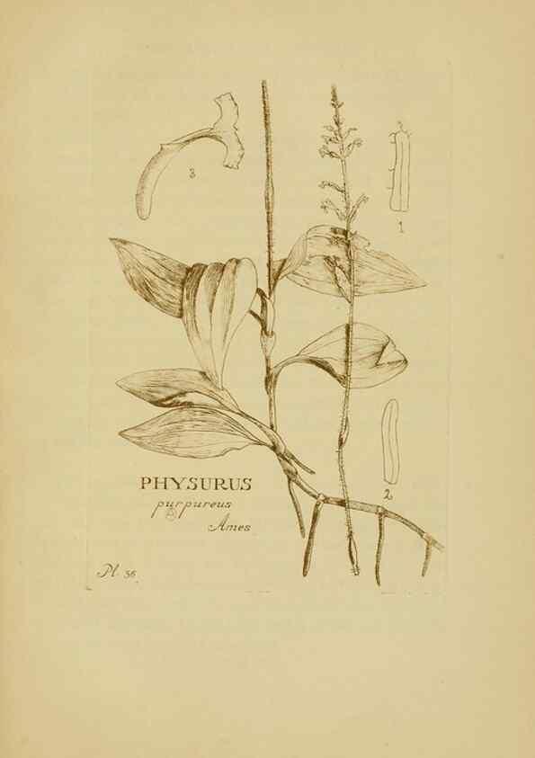 Reproducción/Reproduction 48870576646: Orchidaceae:. Boston,Houghton, Mifflin,1905-22.. 