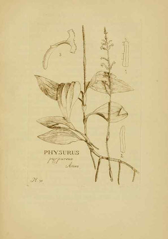 Reproducción/Reproduction 48870576646: Orchidaceae:. Boston,Houghton, Mifflin,1905-22.. 