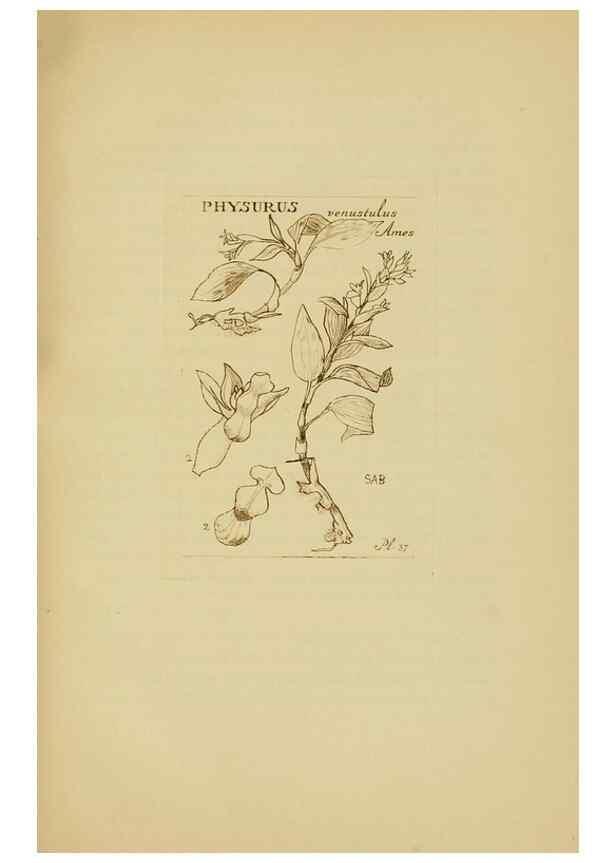 Reproducción/Reproduction 48870576961: Orchidaceae:. Boston,Houghton, Mifflin,1905-22.. 