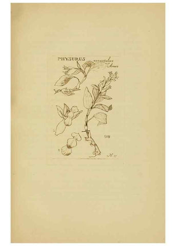 Reproducción/Reproduction 48870576961: Orchidaceae:. Boston,Houghton, Mifflin,1905-22.. 