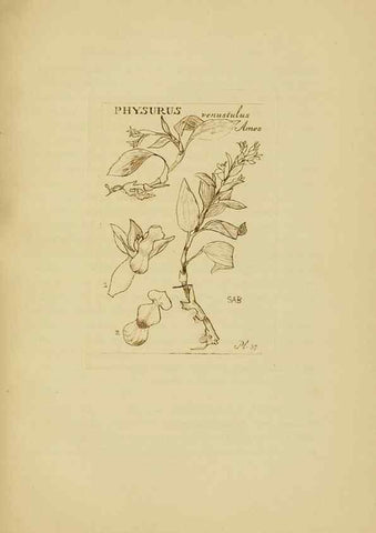 Reproducción/Reproduction 48870576961: Orchidaceae:. Boston,Houghton, Mifflin,1905-22.. 