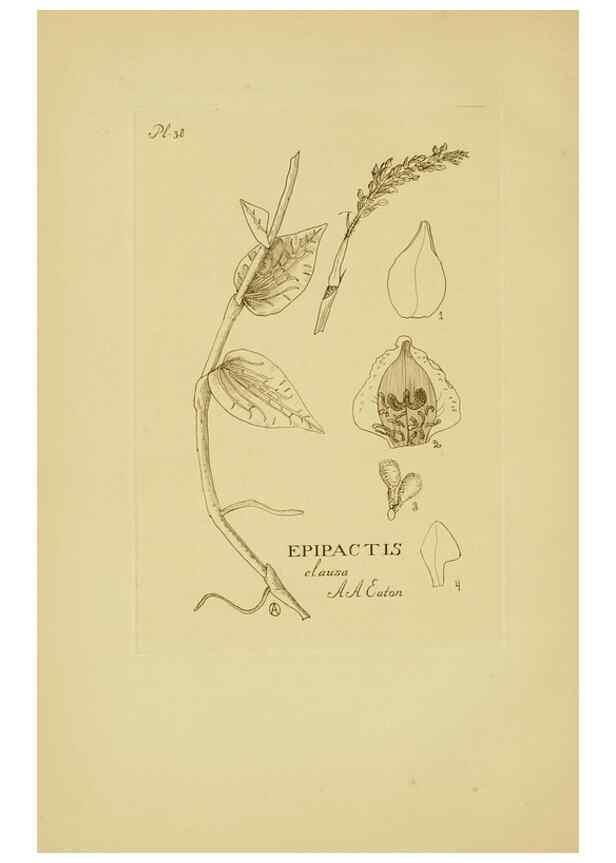 Reproducción/Reproduction 48870052743: Orchidaceae:. Boston,Houghton, Mifflin,1905-22.. 