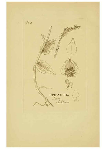 Reproducción/Reproduction 48870052743: Orchidaceae:. Boston,Houghton, Mifflin,1905-22.. 