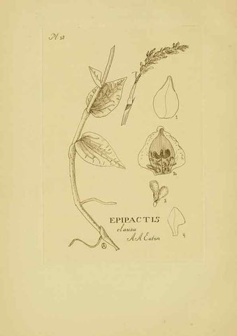 Reproducción/Reproduction 48870052743: Orchidaceae:. Boston,Houghton, Mifflin,1905-22.. 