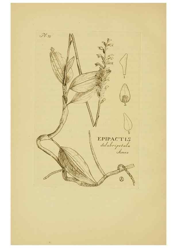 Reproducción/Reproduction 48870053078: Orchidaceae:. Boston,Houghton, Mifflin,1905-22.. 