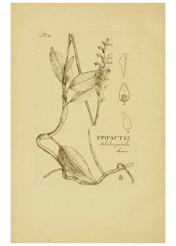 Reproducción/Reproduction 48870053078: Orchidaceae:. Boston,Houghton, Mifflin,1905-22.. 