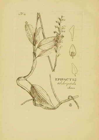 Reproducción/Reproduction 48870053078: Orchidaceae:. Boston,Houghton, Mifflin,1905-22.. 