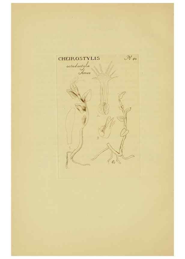 Reproducción/Reproduction 48870770212: Orchidaceae:. Boston,Houghton, Mifflin,1905-22.. 