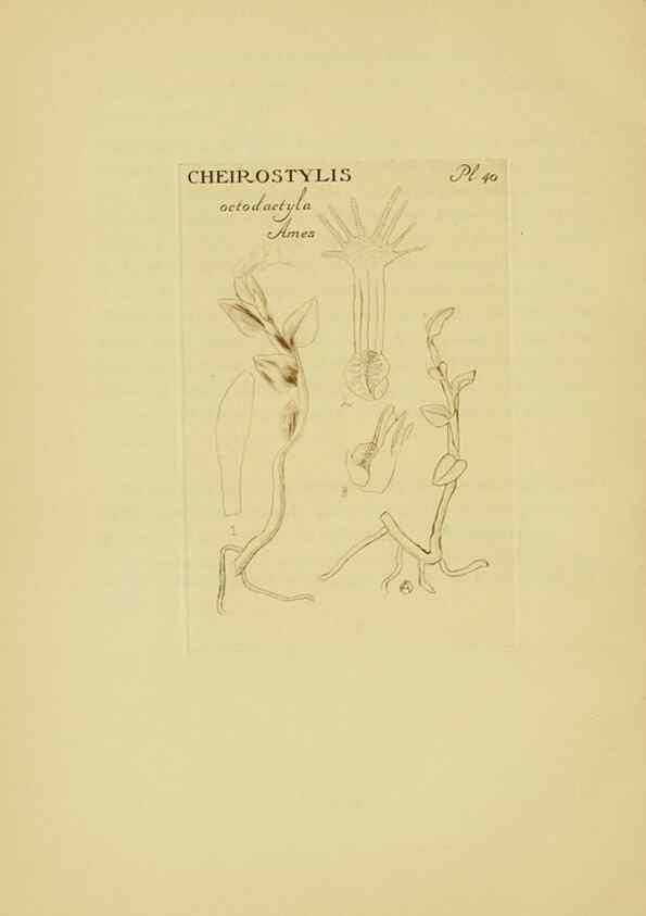 Reproducción/Reproduction 48870770212: Orchidaceae:. Boston,Houghton, Mifflin,1905-22.. 