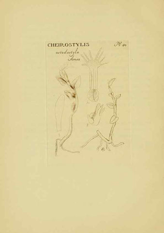 Reproducción/Reproduction 48870770212: Orchidaceae:. Boston,Houghton, Mifflin,1905-22.. 