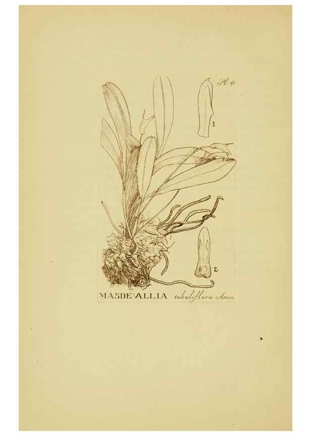 Reproducción/Reproduction 48870053718: Orchidaceae:. Boston,Houghton, Mifflin,1905-22.. 
