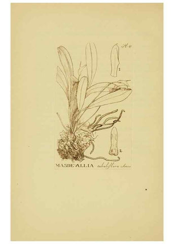 Reproducción/Reproduction 48870053718: Orchidaceae:. Boston,Houghton, Mifflin,1905-22.. 