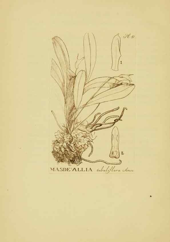 Reproducción/Reproduction 48870053718: Orchidaceae:. Boston,Houghton, Mifflin,1905-22.. 