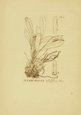 Reproducción/Reproduction 48870053718: Orchidaceae:. Boston,Houghton, Mifflin,1905-22.. 