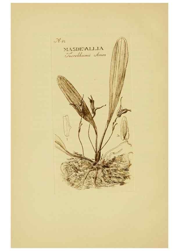 Reproducción/Reproduction 48870054053: Orchidaceae:. Boston,Houghton, Mifflin,1905-22.. 