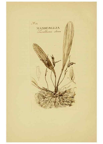 Reproducción/Reproduction 48870054053: Orchidaceae:. Boston,Houghton, Mifflin,1905-22.. 