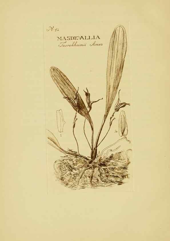 Reproducción/Reproduction 48870054053: Orchidaceae:. Boston,Houghton, Mifflin,1905-22.. 