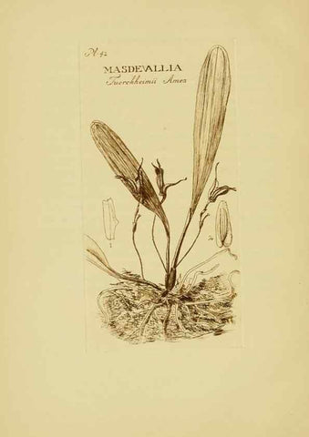 Reproducción/Reproduction 48870054053: Orchidaceae:. Boston,Houghton, Mifflin,1905-22.. 