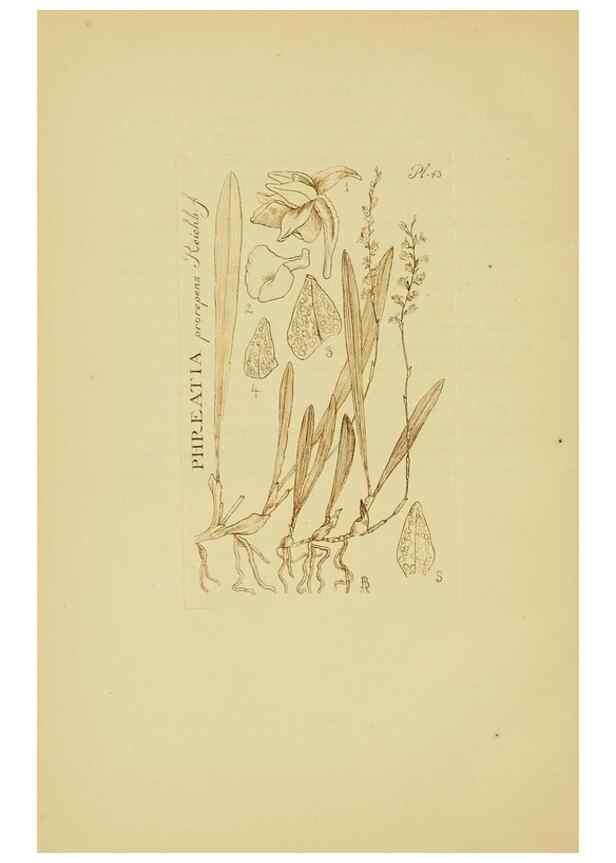 Reproducción/Reproduction 48870054333: Orchidaceae:. Boston,Houghton, Mifflin,1905-22.. 