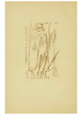 Reproducción/Reproduction 48870054333: Orchidaceae:. Boston,Houghton, Mifflin,1905-22.. 