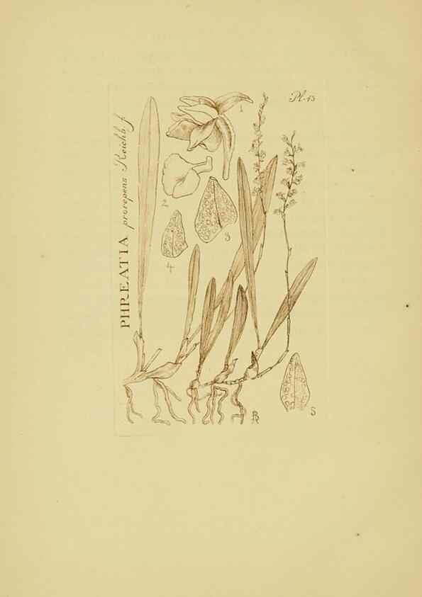 Reproducción/Reproduction 48870054333: Orchidaceae:. Boston,Houghton, Mifflin,1905-22.. 