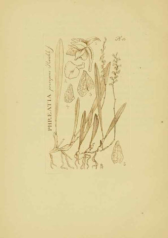 Reproducción/Reproduction 48870054333: Orchidaceae:. Boston,Houghton, Mifflin,1905-22.. 