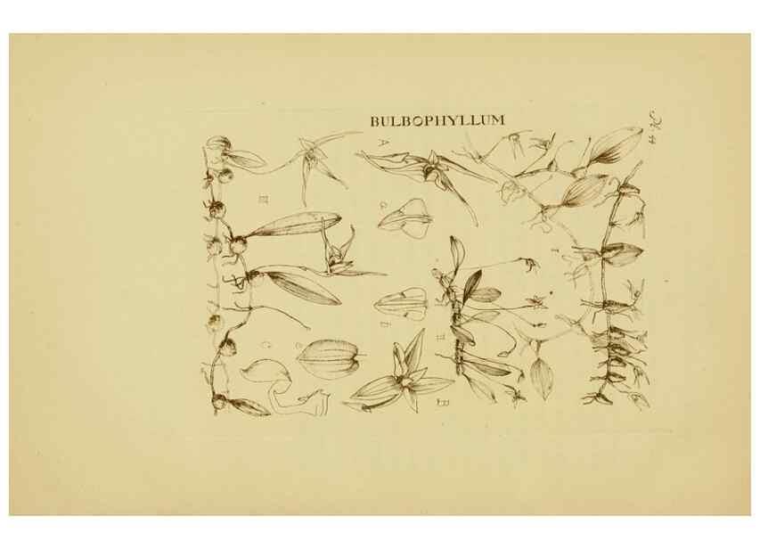 Reproducción/Reproduction 48870579311: Orchidaceae:. Boston,Houghton, Mifflin,1905-22.. 